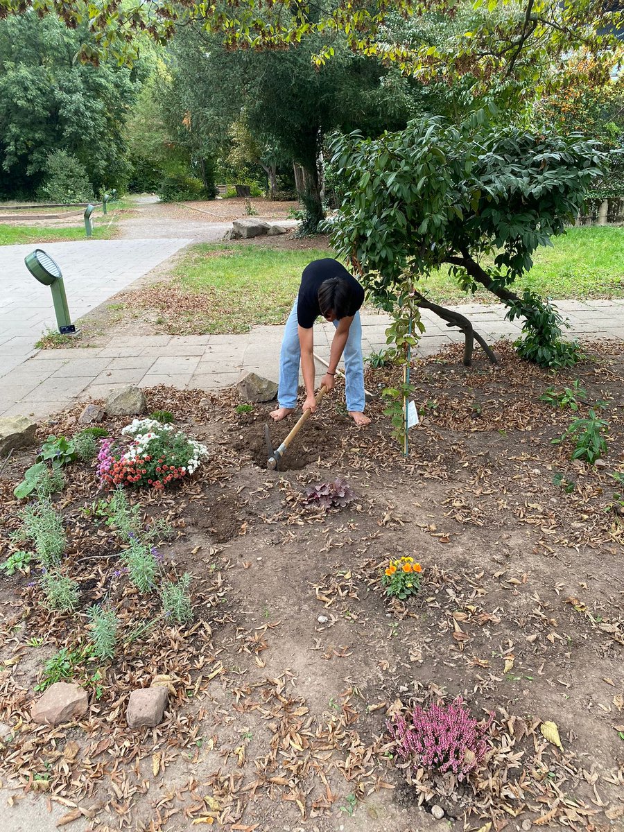 IBatHPC's tweet image. Last week, our #gardening club worked really hard in our school garden. A lot of work was done before the rain started. Thanks for your great effort!

#IBatHPC #BelongEngageGrow #IB #InternationalSchool #Heidelberg #education #internationalbaccalaureate #CAS #ServiceAsAction