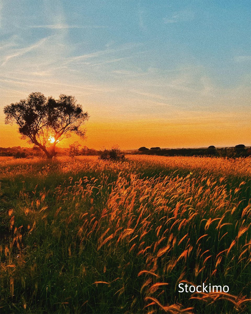 stockimo's tweet image. 4 out of 4 scores on the doors!

End off the week by perusing some of our most favourite photos that have come into @Stockimo HQ this year.

See all of our #PerfectScore photos of 2023 here: alamy.com/search/lightbo…

Image ID(s): S47NG7, S47JK3, S47AFD &amp;amp; S47PDF

#Stockimo #Friyay