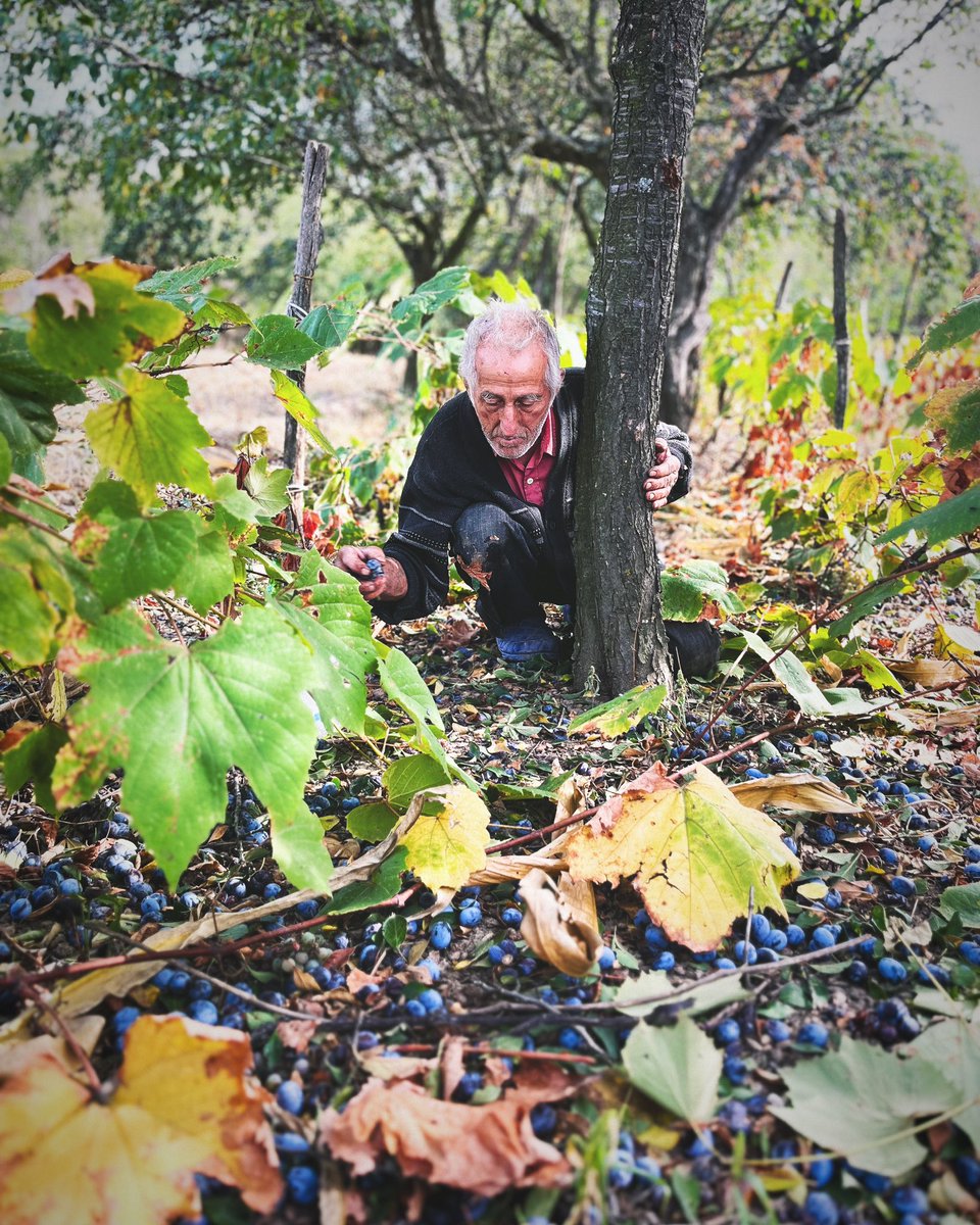 IvoryPhoto23's tweet photo. Getting old is a gift!              
#plumharvest #plumseason #freshplums #homegrownplums #harvesttime #gardenharvest #plumtree #locallygrown #photography #photooftheday #photoativory #ThePhotoHour https://t.co/7fGgHfzQMi