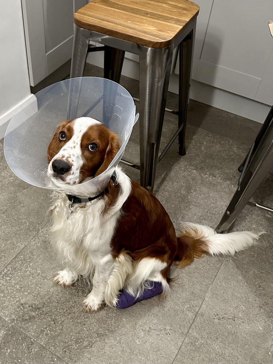 Someone’s grumpy!!

He’s cut his paw 🐾 on a walk yesterday and is one unhappy chappy!