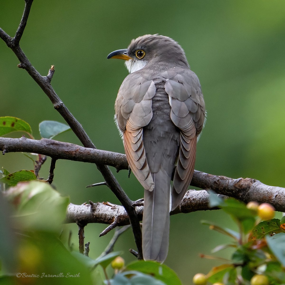 Yellow-billed Cuckoo. @CentralPark_NYC #birdcpp #fallmigration2023 #birding #birdingphotography #birdwatching #birdscentralpark #birds #BirdsOfTweeter #migratorybirds