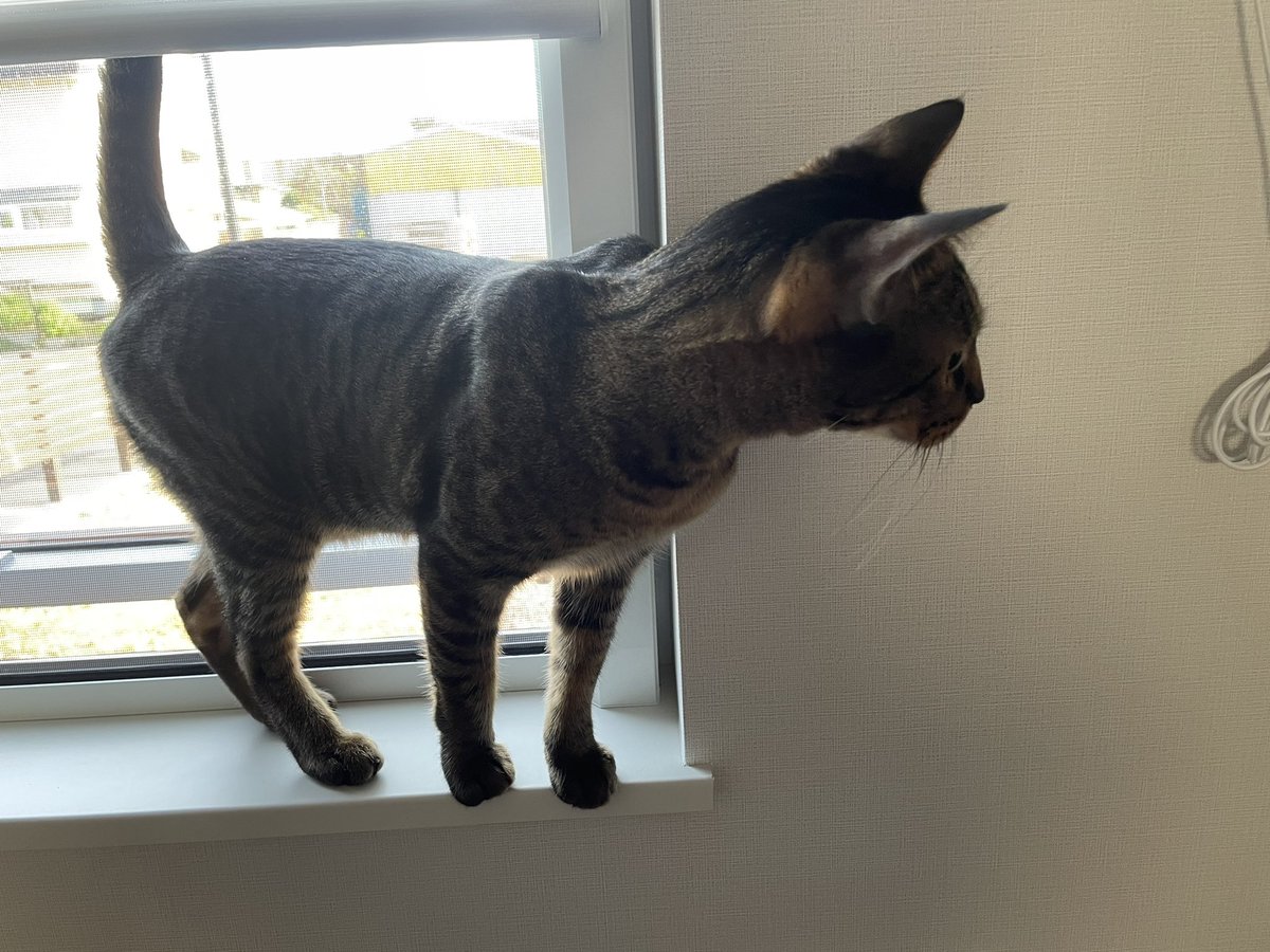 換気で網戸にしたらずっと外眺めてた😂

#猫好き　#猫がいる幸せ　#猫好きさんと繋がりたい #猫との暮らし　#cat #猫　#ネコ　#ベンガル　#短足マンチカン #茶トラ猫