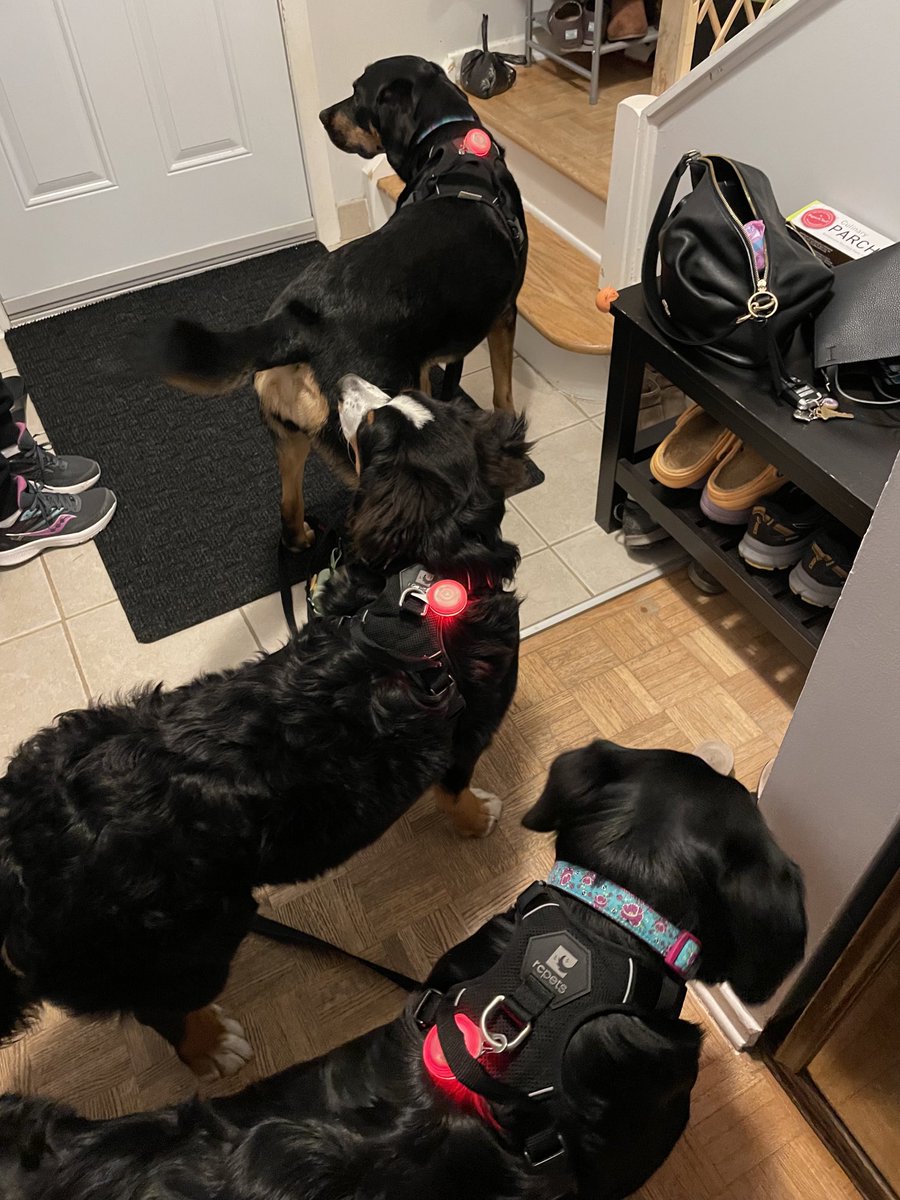 colintheleeder's tweet photo. Lined up and ready! We managed to do 2.5 kms this morning. #BMD #BerneseMountainDog #BernWeiler #rotti https://t.co/dwPnQNzSlC