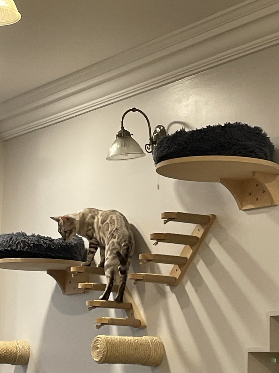 merenwen76AO3's tweet photo. #LondonComiCon
So what are you doing if you missed Jensen Ackles by an inch of a cat hair?
Exactly
You go to the most gorgeous, comfy Cat cafe in Liverpool!
I just don’t want to leave .. Ever !! https://t.co/8K7qh4Yvxo