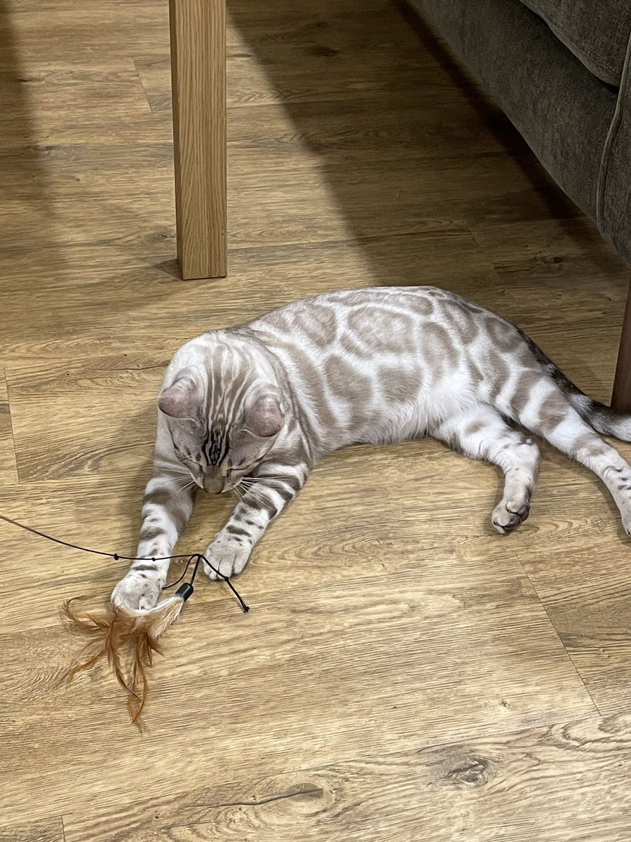 merenwen76AO3's tweet photo. #LondonComiCon
So what are you doing if you missed Jensen Ackles by an inch of a cat hair?
Exactly
You go to the most gorgeous, comfy Cat cafe in Liverpool!
I just don’t want to leave .. Ever !! https://t.co/8K7qh4Yvxo