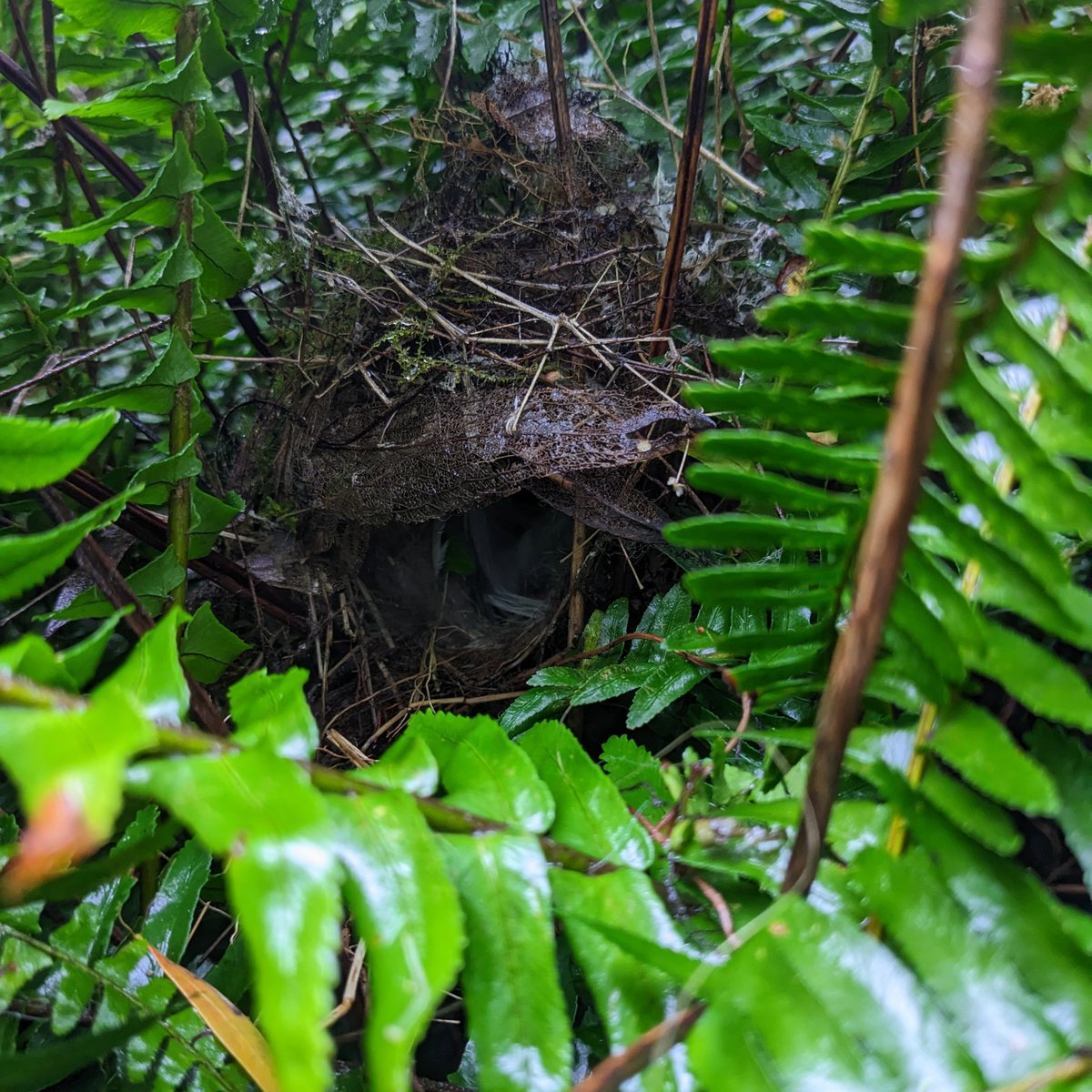 Dr. Vicky Austin (@avianbehaviour) on Twitter photo I'm little obsessed with the diversity of fairy-wren nest sites! Acacia, reeds and ferns. All so beautiful! <a href="/FairywrenProj/">Fairywren Project</a> #fairywren #femalesong #ornithology #fieldwork #birdsofoz I'm little obsessed with the diversity of fairy-wren nest sites! Acacia, reeds and ferns. All so beautiful! <a href="/FairywrenProj/">Fairywren Project</a> #fairywren #femalesong #ornithology #fieldwork #birdsofoz