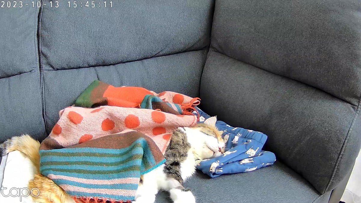 cat_akubi's tweet photo. 昨夜、あおちゃん亡くなったので火葬、お葬式してきました。

生前可愛がっていただいた方々ありがとうございました。

ここ数日は感情もなく、ご飯も飲み込めていなかったし呼吸も荒かったのでそろそろかなとは思っていましたが、いざ亡くなると現実味がなくて不思議な感覚です https://t.co/2KWjuxQXcM