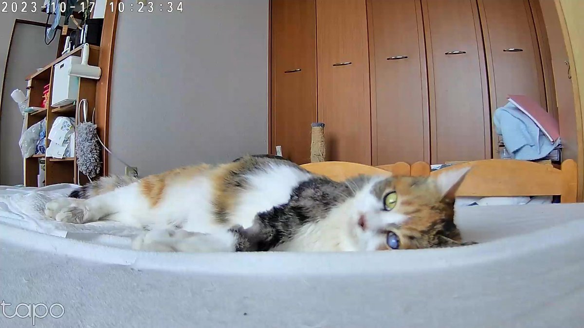 cat_akubi's tweet photo. 昨夜、あおちゃん亡くなったので火葬、お葬式してきました。

生前可愛がっていただいた方々ありがとうございました。

ここ数日は感情もなく、ご飯も飲み込めていなかったし呼吸も荒かったのでそろそろかなとは思っていましたが、いざ亡くなると現実味がなくて不思議な感覚です https://t.co/2KWjuxQXcM