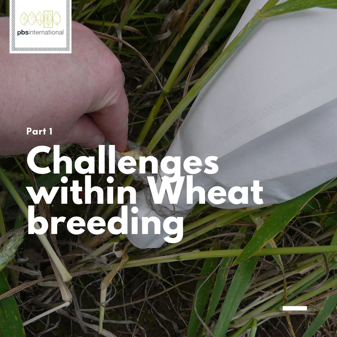 PBS International (@pbsint) on Twitter photo Wheat breeders encounter several challenges when improving varieties ๐พ
๐ Ensuring male sterility
๐ Maintaining consistent conditions in pollination bags
๐ Preventing overheating and diseases
Sound familiar? 
Stay tuned for our next post where we help with these challenges! Wheat breeders encounter several challenges when improving varieties ๐พ
๐ Ensuring male sterility
๐ Maintaining consistent conditions in pollination bags
๐ Preventing overheating and diseases
Sound familiar? 
Stay tuned for our next post where we help with these challenges!