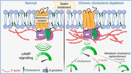 CCMB (@ccmb_csir) on Twitter photo <a href="/amit_gpcr/">Chattopadhyay Lab</a> lab have been detailing the effect of chronic statin use on cells. In their recent study, they show cAMP signaling by the receptor is reduced upon lovastatin treatment due to reduction in cholesterol + polymerization of the actin cytoskeleton.
pubs.acs.org/doi/10.1021/acโฆ <a href="/amit_gpcr/">Chattopadhyay Lab</a> lab have been detailing the effect of chronic statin use on cells. In their recent study, they show cAMP signaling by the receptor is reduced upon lovastatin treatment due to reduction in cholesterol + polymerization of the actin cytoskeleton.
pubs.acs.org/doi/10.1021/acโฆ