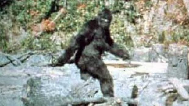 HAPPY PATTY DAY !!!

Today is the 56th Anniversary of the Patterson-Gimlin Film. Today everyone should swing their arms like Patty when they walk around. Shake your furry boobs if you got ‘em, and please don’t forget to do your best Bigfoot howl between 1:15pm and 1:40pm
