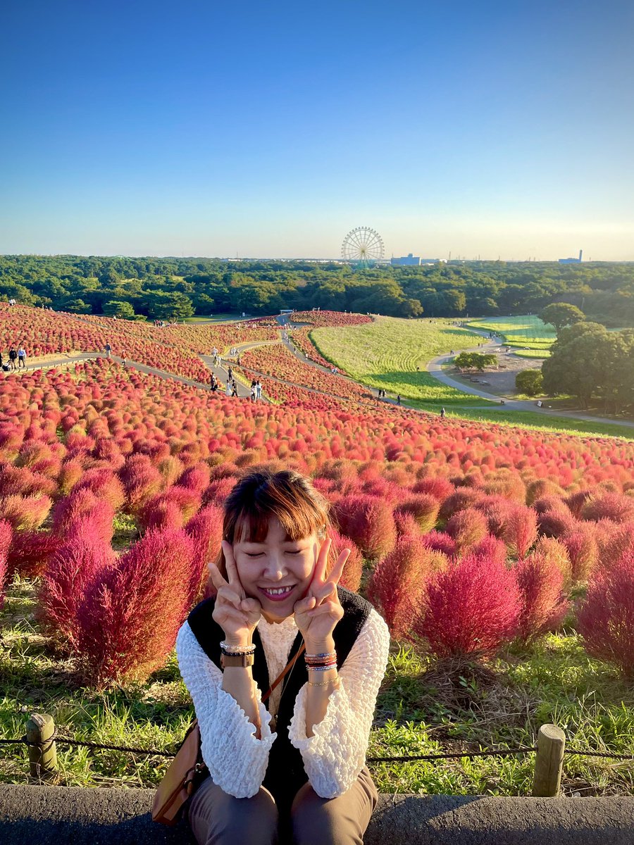 andrealin60's tweet photo. #秋です #ひたち海浜公園 #今すぐ #コキヤ いっばい🤩 https://t.co/VFk9fvaoFK