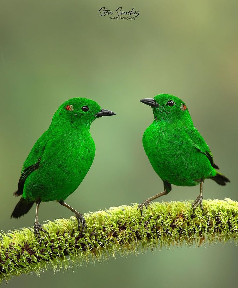 Glistening-green Tanager 💚 By stevesanchezphoto