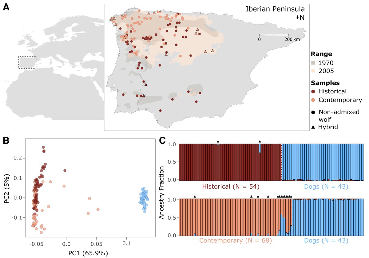 Diana Lobo (@dianalobo90) on Twitter photo In the 1970s the Iberian 🐺 population reached its minimum due to intensive human persecution. Little was known about the effects of this bottleneck in its genome. Our paper at <a href="/molecology/">Molecular Ecology</a> provides new insights: onlinelibrary.wiley.com/doi/10.1111/me…
<a href="/EcogenCibio/">ECOGEN lab</a>
#hybridization #wolfdog In the 1970s the Iberian 🐺 population reached its minimum due to intensive human persecution. Little was known about the effects of this bottleneck in its genome. Our paper at <a href="/molecology/">Molecular Ecology</a> provides new insights: onlinelibrary.wiley.com/doi/10.1111/me…
<a href="/EcogenCibio/">ECOGEN lab</a>
#hybridization #wolfdog
