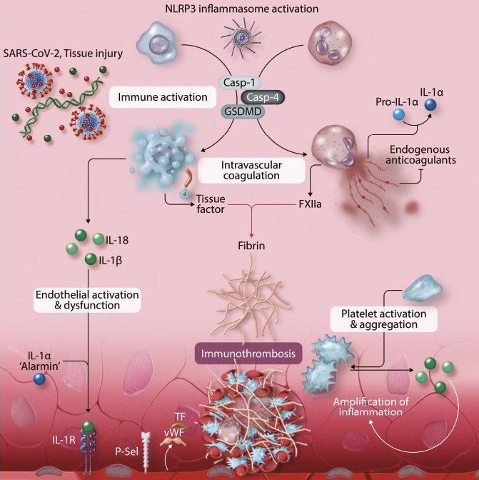 #Inflammation🔄#coagulation crosstalk during #infection🦠 incl acute/long #COVID19, and promising therapeutics💊 targeting #immunothrombosis🔥🩸 Splendid cover art @ESC_Journals 👉 academic.oup.com/cardiovascres/…