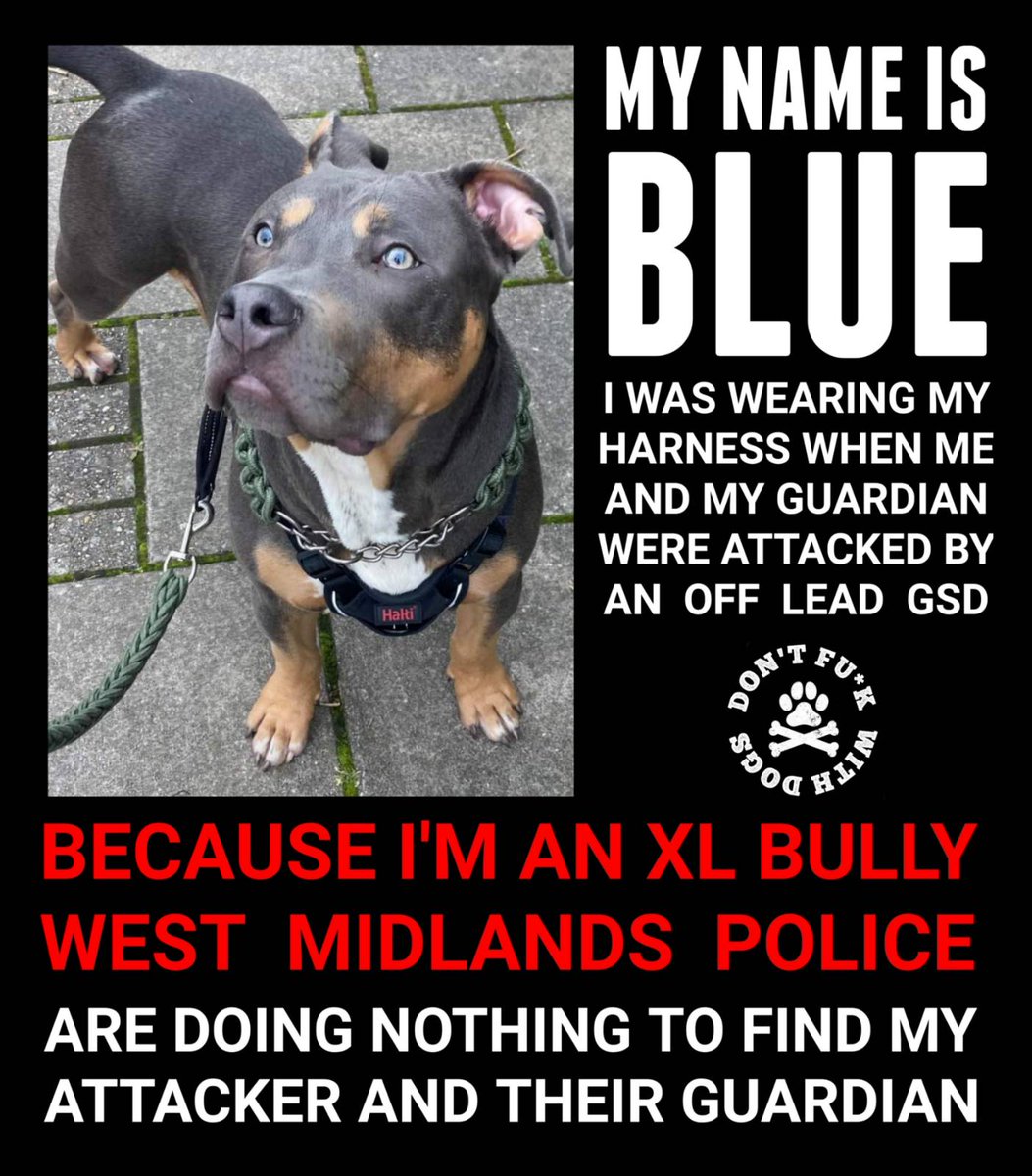 LaSiore's tweet photo. @TheSun And what about another dog's breed against an XL bully? Isn't it a news? Doesn't it create hysteria?
#Dontfuckwithdogs
#stopbsl
#nobsl
#manipulation https://t.co/jv6rA7rRyx