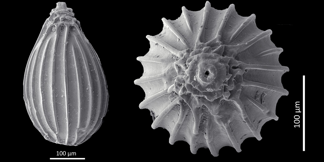 For our Catalog of modern Greater North Sea foraminifera we found this Homalohedra williamsoni. Send us your material to fill gaps:  foraminifera.eu/cns.php #foraminifera #ForamFriday #NorthSea