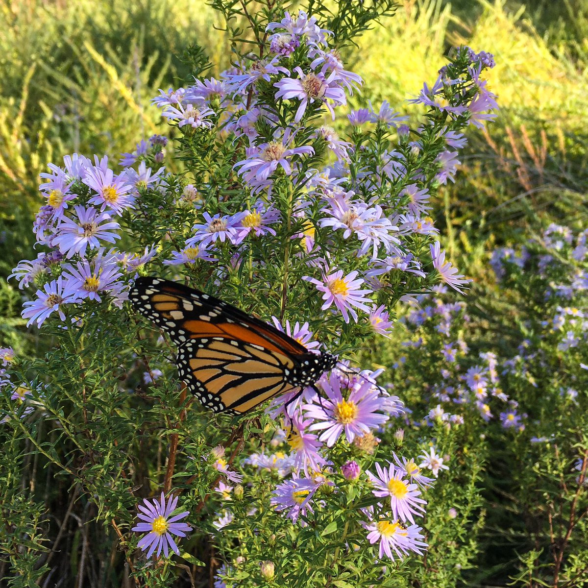 myke237's tweet photo. #i_walk #i_ride #monarch #monarchbutterfly #monarchbutterflies #monarchmigration #monarchwatch #bemybutterfly #octobervibes #october #wildlife #wildflowers #kansascity #naturephotography #naturelover https://t.co/fp5MqZbMzV