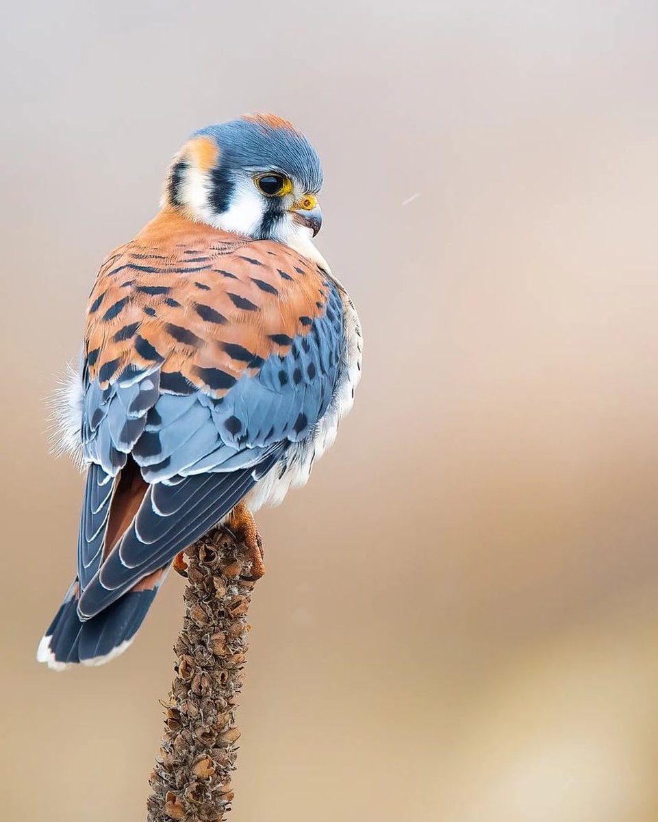 American Kestrel 🤍💙 By jablonski.jason