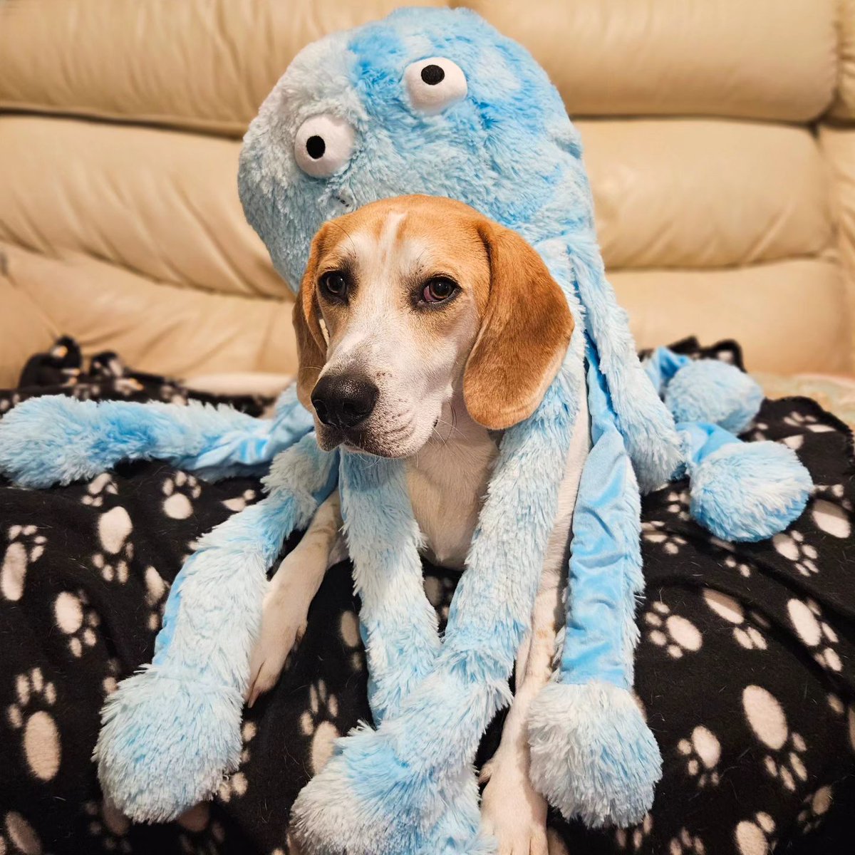 GorPets's tweet image. Umm Mum, I don't think I'm meant to wear my octopus, I'm meant to play with him!!

Thank you @gorpets for my pawsome toy!!

*gifted

#octopus #gorpets #dogtoy #dogtoys #octodog #dogopus #blueoctopus #somanylegs #cutestdogs #cutedogphotos #cutedogphoto #cutestpuppy #beaglepuppy