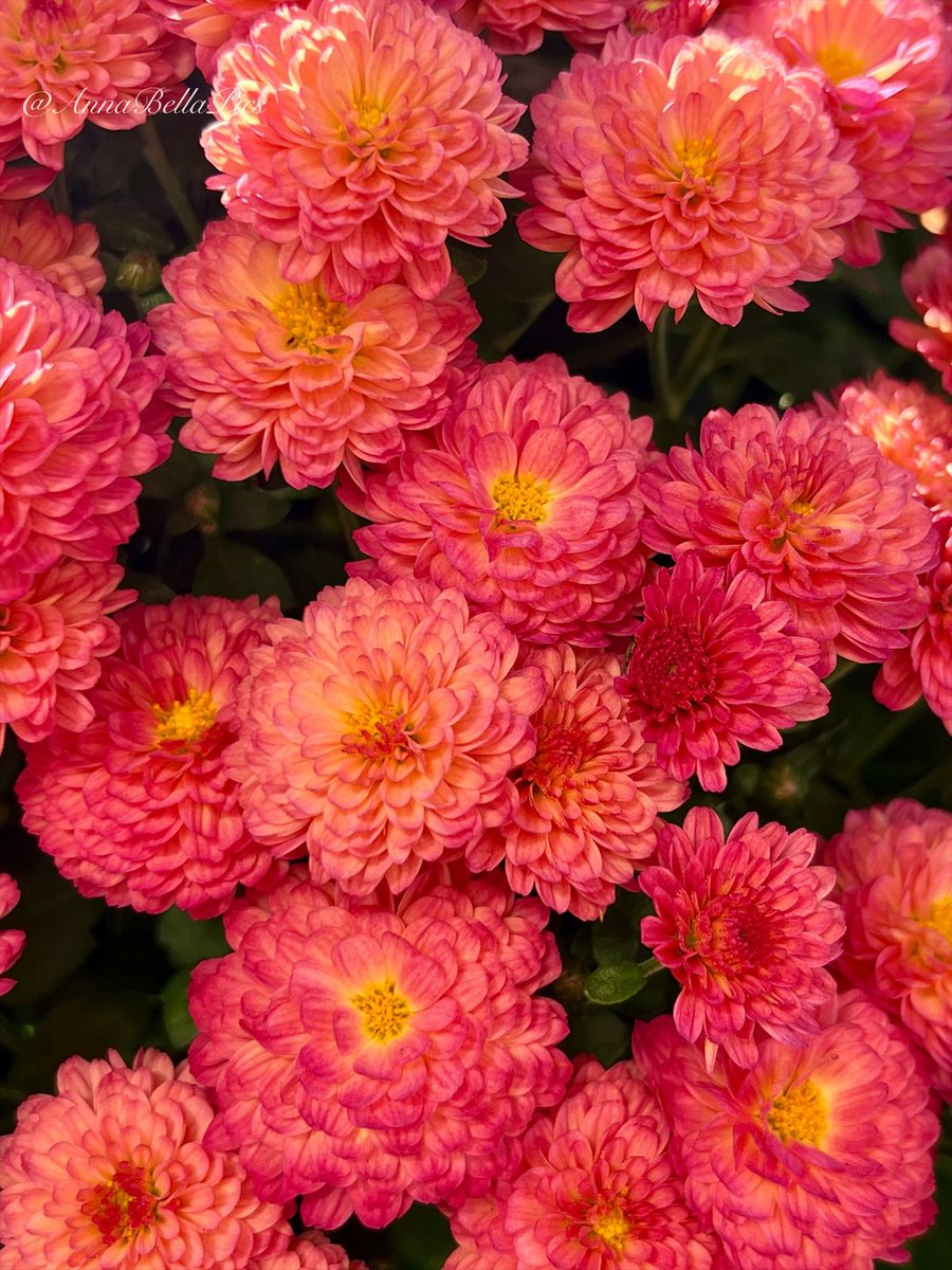 Peachy pink chrysanthemums and wishes for a wonderful weekend🧡🌸🩷 #flowers #gardening #autumn