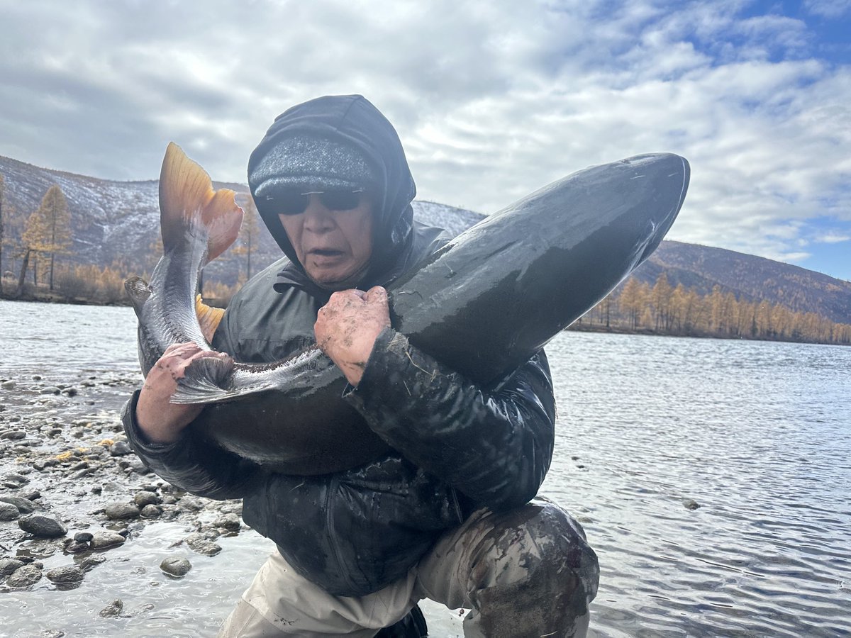 Жин, уртаараа Баабар гуайн дайны амьтан. Дахин дахин гайхуулмаар санагдаад ер болдоггүй. Загас гаргаж явсан нь намайг ойлгоно… 2015 онд бидний тавьсан сүрэг тулмаг ийм хэмжээнд 10-15 жилийн дараа хүрнэ гэх юм. Дараа хавраас өсгөж үржүүлэх жарамгай ийм дайны болохыг дараа үе үзнэ