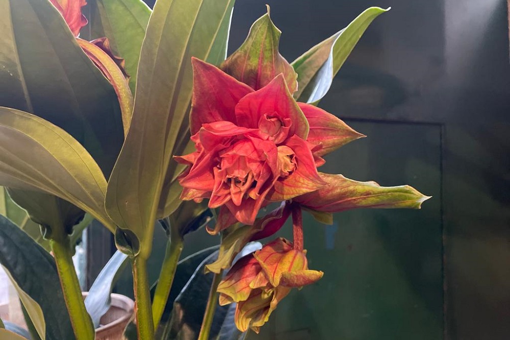UnoVivere's tweet photo. La Medinilla Amarena dolce rossa è una varietà di Medinilla caratterizzata da fiori di colore rosso intenso, anziché il classico rosa. Vieni a trovarci per scegliere la tua!
https://t.co/OZgjPI2Ay1
#capoverdemilano #Medinilla #MedinillaAmarena #MedinillaAmarenadolcerossa https://t.co/VkT6RsGOrj