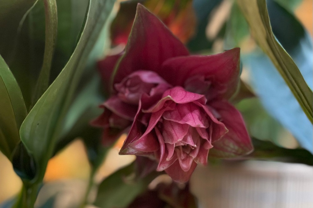 La Medinilla Amarena dolce rossa è una varietà di Medinilla caratterizzata da fiori di colore rosso intenso, anziché il classico rosa. Vieni a trovarci per scegliere la tua!
capoverde.com/fiori-piante/c…
#capoverdemilano #Medinilla #MedinillaAmarena #MedinillaAmarenadolcerossa