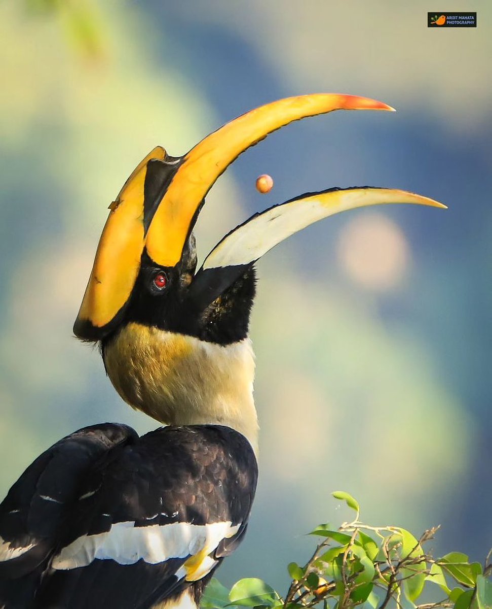 Indian Great Hornbill 💛🖤 By arijitmahata