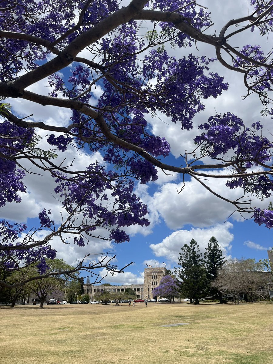 End of a chapter! Today was my last day at @UQ_News almost exactly 5 years after interviewing during the jacaranda season. Not sure where the years went, but I am leaving with a bag of lessons learned.