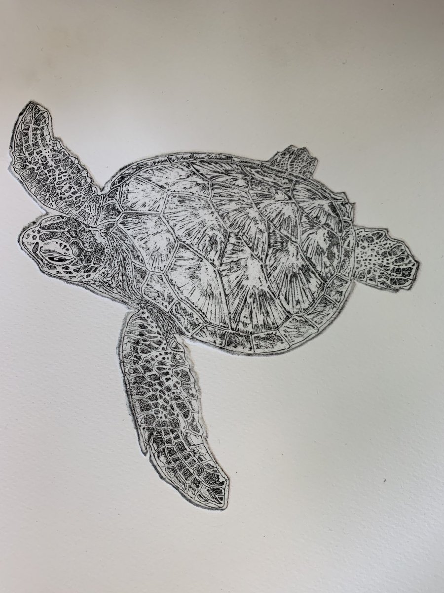First proof of a new etching- a Green Turtle. #turtles #printmaking #marinelife #plymouth #devon