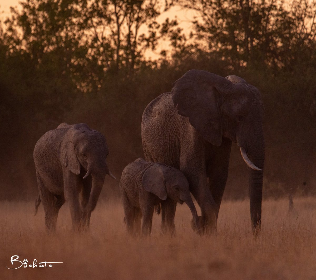 An African Elephant mother interacting with her offsprings at twilight, demonstrating the integral role of maternal bonds in elephantine social structures and their offspring survival. 📍: Okavango Delta #africanelephants #photooftheday #wildlifephotography #conservation