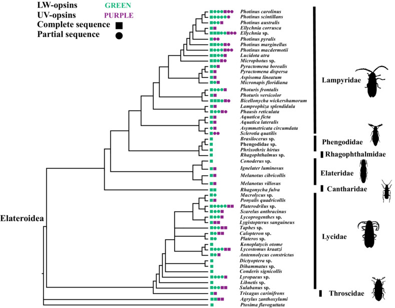 InsectMolecBio's tweet photo. Opsin diversity and evolution in the Elateroidea superfamily: Insights from transcriptome data: https://t.co/pVoWW32tEC #Elateroidea #Opsin #Phylogeny https://t.co/9tDzCF6azJ