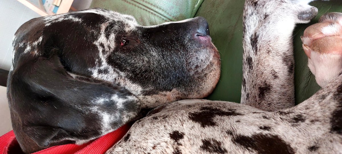 Nina200777's tweet photo. Moment de pause pour moi...
Moment de sieste pour Opale...
Chut...
🙏🐾😴🎶💞🌿🥰
#pourtoi #foryou #chien #dogueallemand #greatdane #granddanois #mapuce #opale #ligue_des_optimistes https://t.co/qkSJdWUN6W