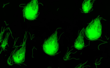 jensRNA's tweet photo. Check out this preprint about an sRNA that turns E. coli into a fireball. The @ShoshyAltuvia Lab and we could show that the repression of cell division by OxyS is likely a phylogenetically conserved mechanism that is conveyed by a changing target set.  1/2 https://t.co/MD01NWsKCe