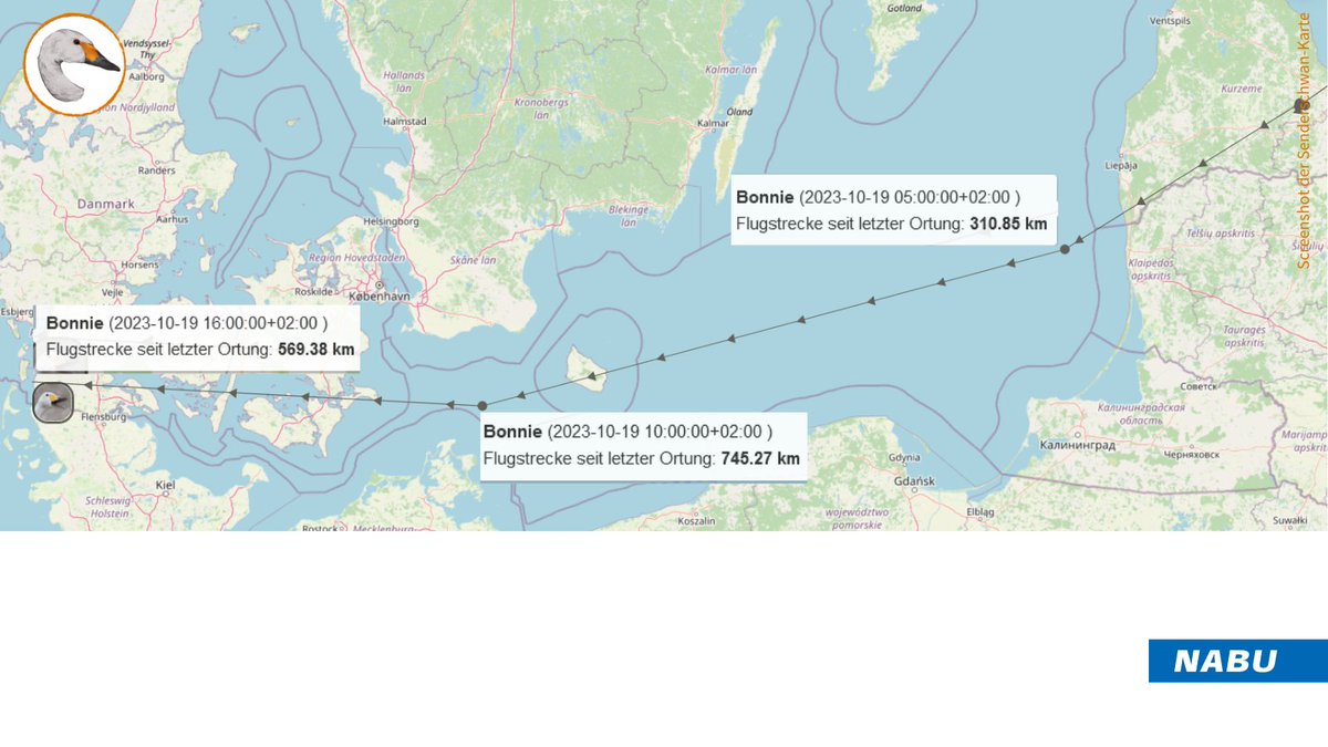 Breaking news: 1st🏆 tagged #Bewick's swan in 🇩🇪! Bonnie (035T) left 🇱🇻 yesterday at 3 a.m. and reached the 🇩🇪🇩🇰 border region around 6 p.m. the same day: ~1700km in 15hrs!💨 She has just been spotted near Niebüll (S-H) in a flock of 25.