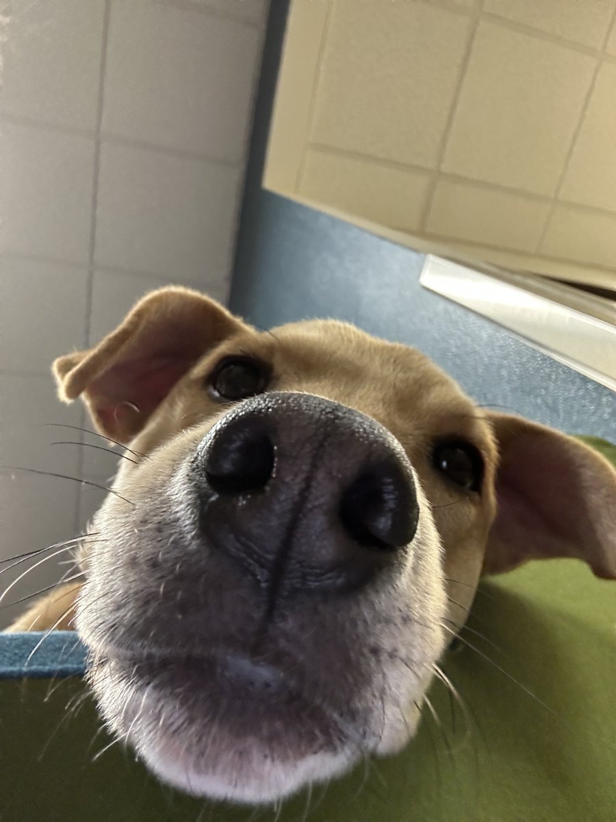VerdesNM's tweet photo. its bubba, I take over 
#friday #petmenow https://t.co/DbACWc1tcd