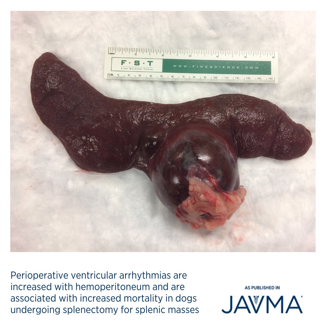 AVMAJAVMA's tweet image. Perioperative ventricular arrhythmias (VAs) were common in dogs undergoing #splenectomy for splenic masses, and the odds of VAs were increased with #hemoperitoneum, increasing heart rate, and increasing body weight: jav.ma/va @theacvs @ugavetmed #mortality #canine🐶
