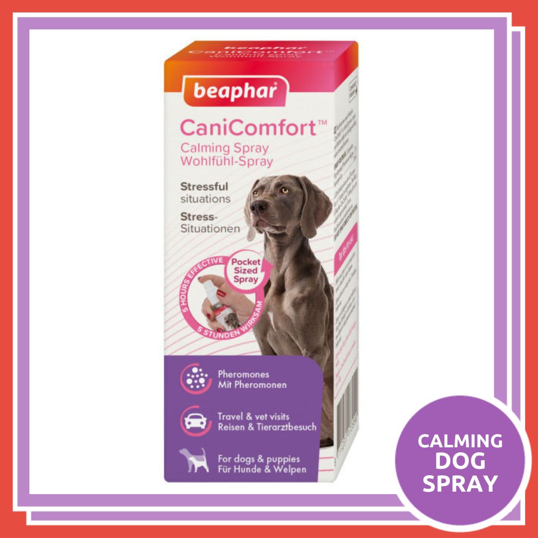 Rookes_Pets's tweet image. 🎆 Keep calm it'll soon be firework night!

With Halloween and Bonfire Night just around the corner, pop in store to shop our extensive range of calming comforts and help your pet keep their cool.

#fireworks #firework #fireworkshow #fireworksafety #anxiousdog #reactivedog