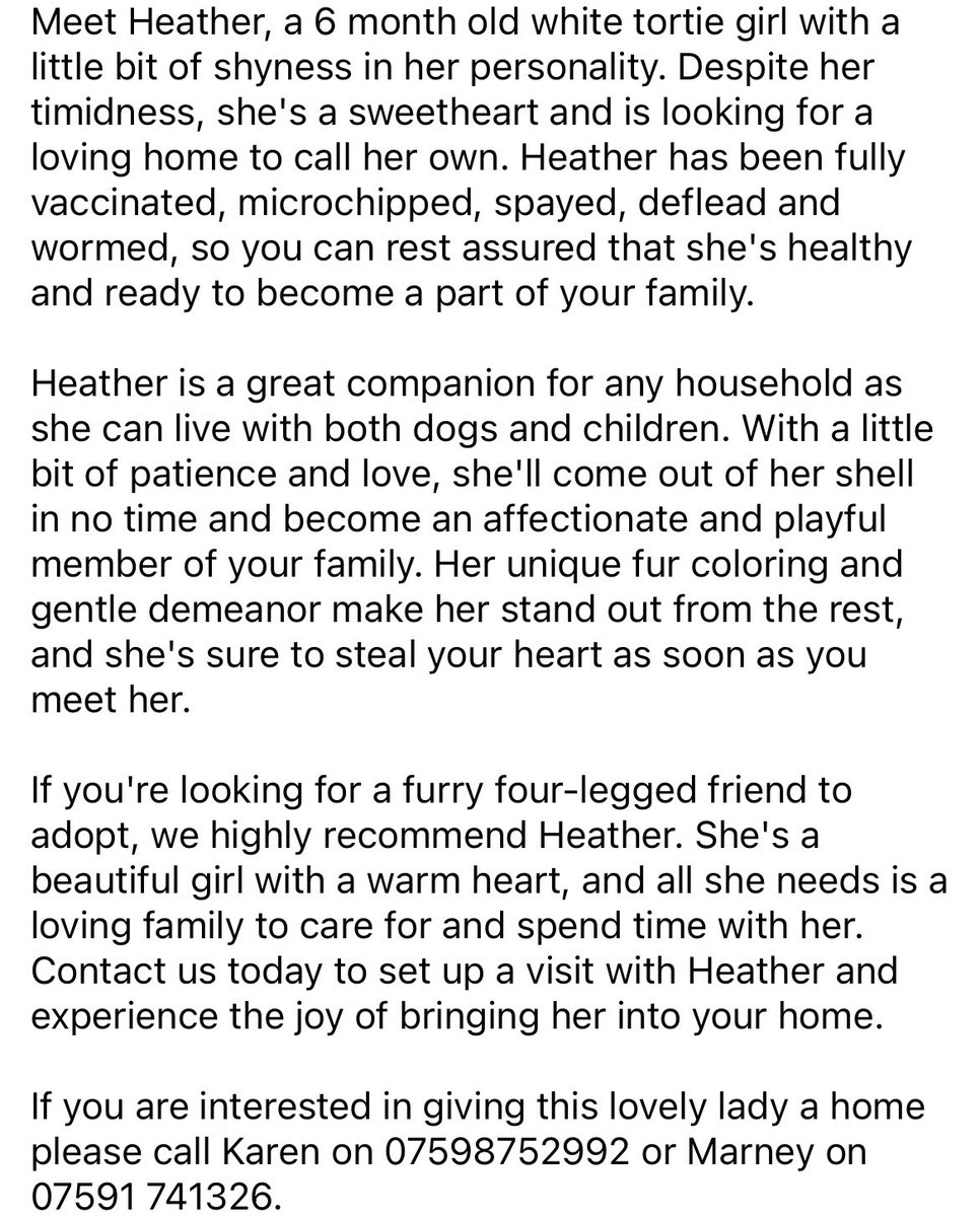 New Start Cat Rescue💜🐾 tweet media