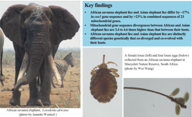 MedVet_Ent's tweet photo. Mitochondrial genome sequence comparisons indicate that the elephant louse Haematomyzus elephantis (Piaget, 1869) contains cryptic species: https://t.co/oi2UfhA8HI #OpenAccess #cox1 #mtGenes #Rhynchopthirina #DNAbarcode https://t.co/12VkUsvHwd