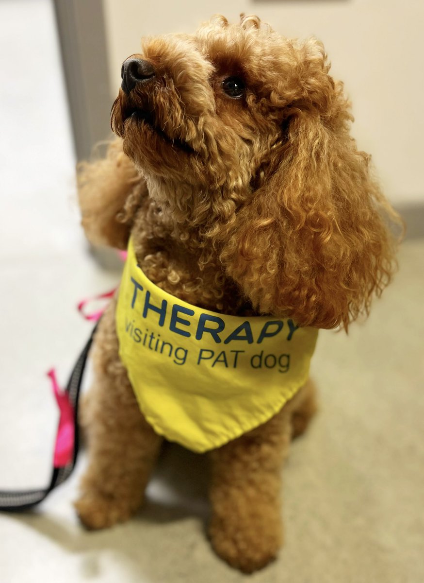 Claire Sealby (@clairesealby) on Twitter photo Love having a visit from this little dude. Brightening up both the patient’s and the staff’s day 💛@RM_Radiotherapy <a href="/PetsAsTherapyUK/">Pets As Therapy</a>
<a href="/royalmarsdenNHS/">The Royal Marsden NHS Foundation Trust</a> Love having a visit from this little dude. Brightening up both the patient’s and the staff’s day 💛@RM_Radiotherapy <a href="/PetsAsTherapyUK/">Pets As Therapy</a>
<a href="/royalmarsdenNHS/">The Royal Marsden NHS Foundation Trust</a>