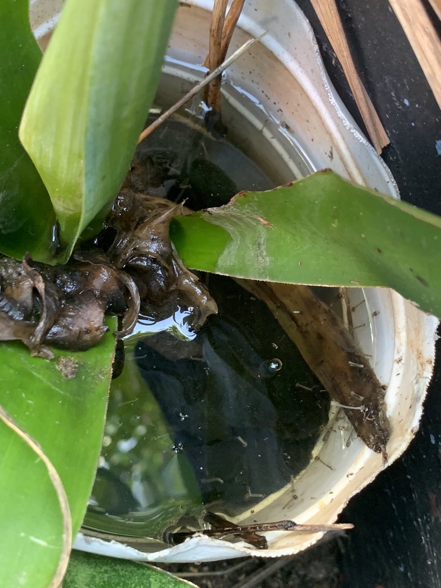 ZLudovic's tweet photo. Recherche de potentiels gîtes larvaires et rédaction du rapport de visite avec les élèves de 6ème du @CollegePelage de l’@acmartinique à l’occasion de la Semaine de sensibilisation à la lutte contre la Dengue! @SAcmartinique #ecriturecollaborative https://t.co/Ok83cmA3dX