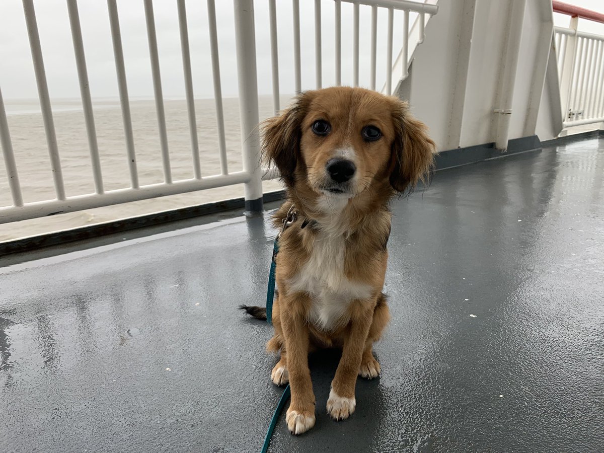 Saskia Luijer tweet media