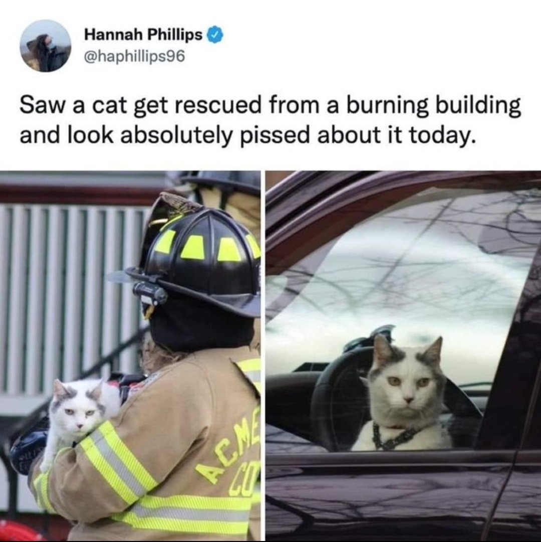 mischiefanimals's tweet photo. https://t.co/HJchTdcZRV