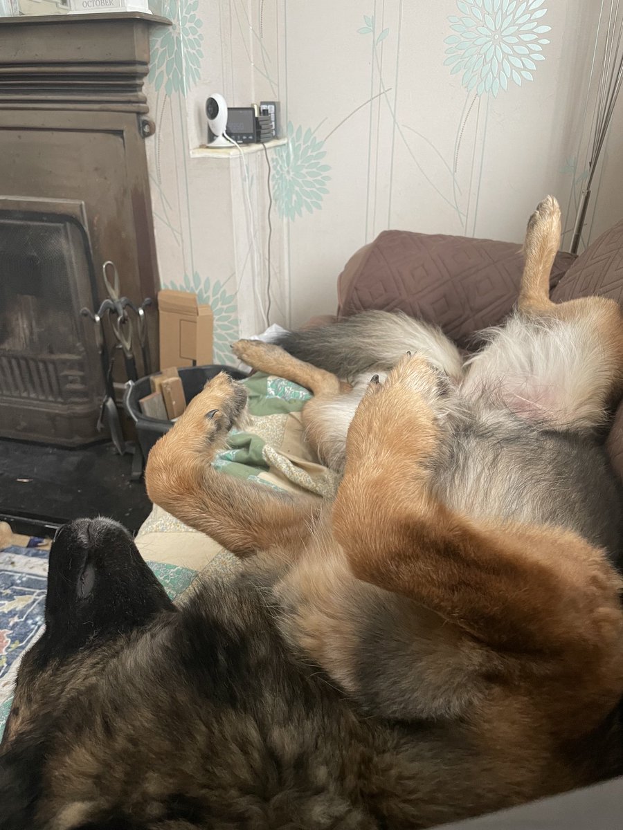 NicNic711's tweet photo. Lazy afternoon #tritoe #summer #girlygirl #gsdxmali #metpolpup #bb #ourgirl https://t.co/BpQs5zvwDS