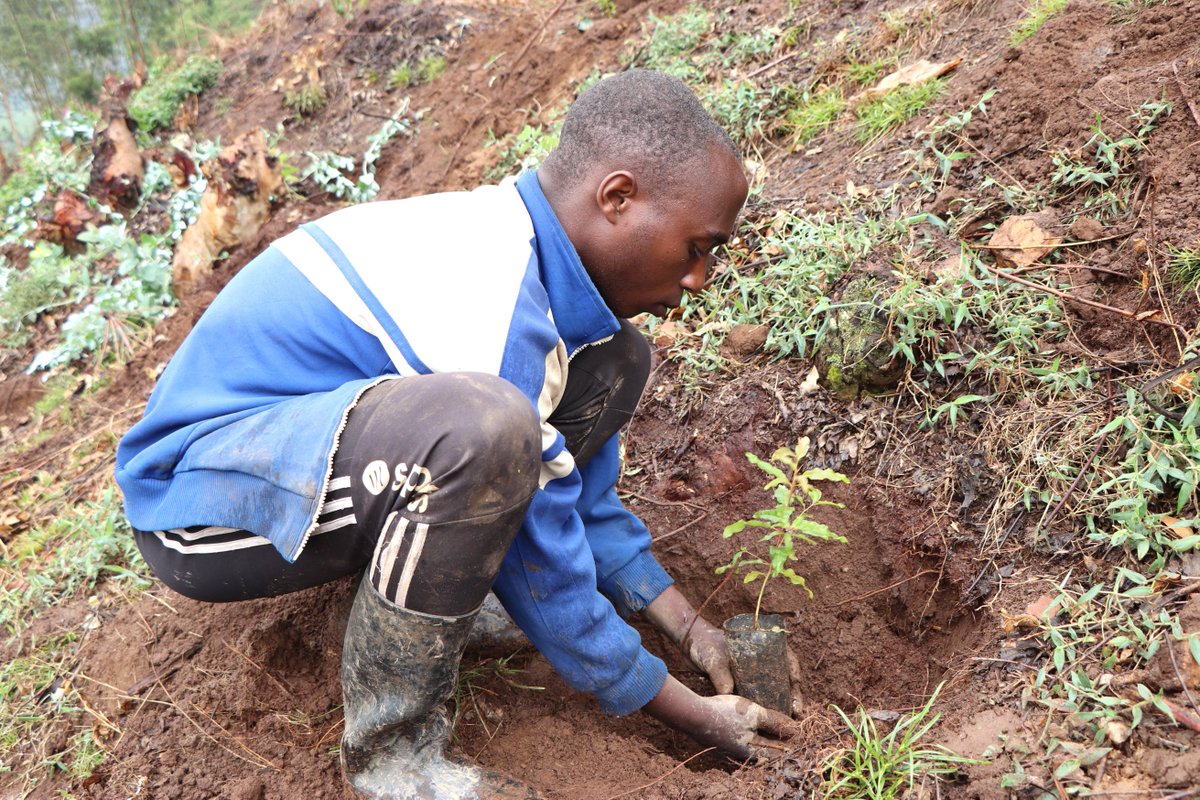 As part of our efforts to plant more trees in <a href="/GicumbiDistrict/">Gicumbi District</a>, today we were joined by Mr. Volker Maiborn, a German Investor who was accompanied by his colleagues from a German Startup called Treeo which has a keen interest in the carbon offset business.