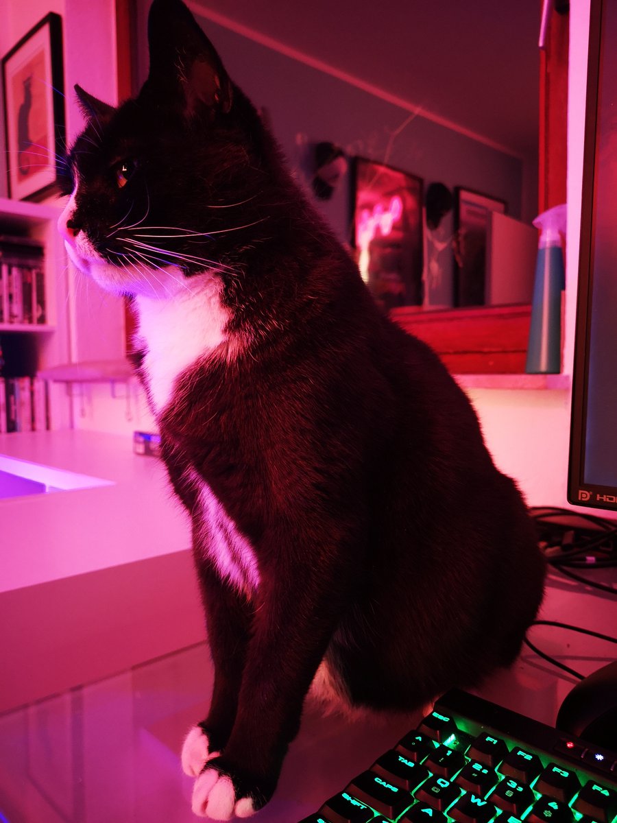 die_Frittenfee's tweet photo. 🕯️🐈🌈

Wir haben dich immer geliebt und vermissen dich sehr, nun lauf über die #regenbogenbrücke und find deinen kleinen Bruder. https://t.co/lPmu0UtG2P
