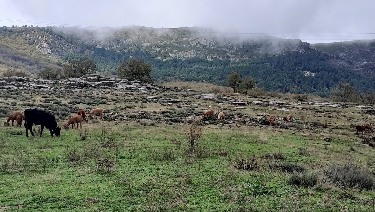 Maravilloso proyecto el de la Caperuza en #Bustarviejo. Ganadería extensiva, quesería, alimentos locales de Madrid... Que cunda el ejemplo.
#MadridRural #PorOtraPAC