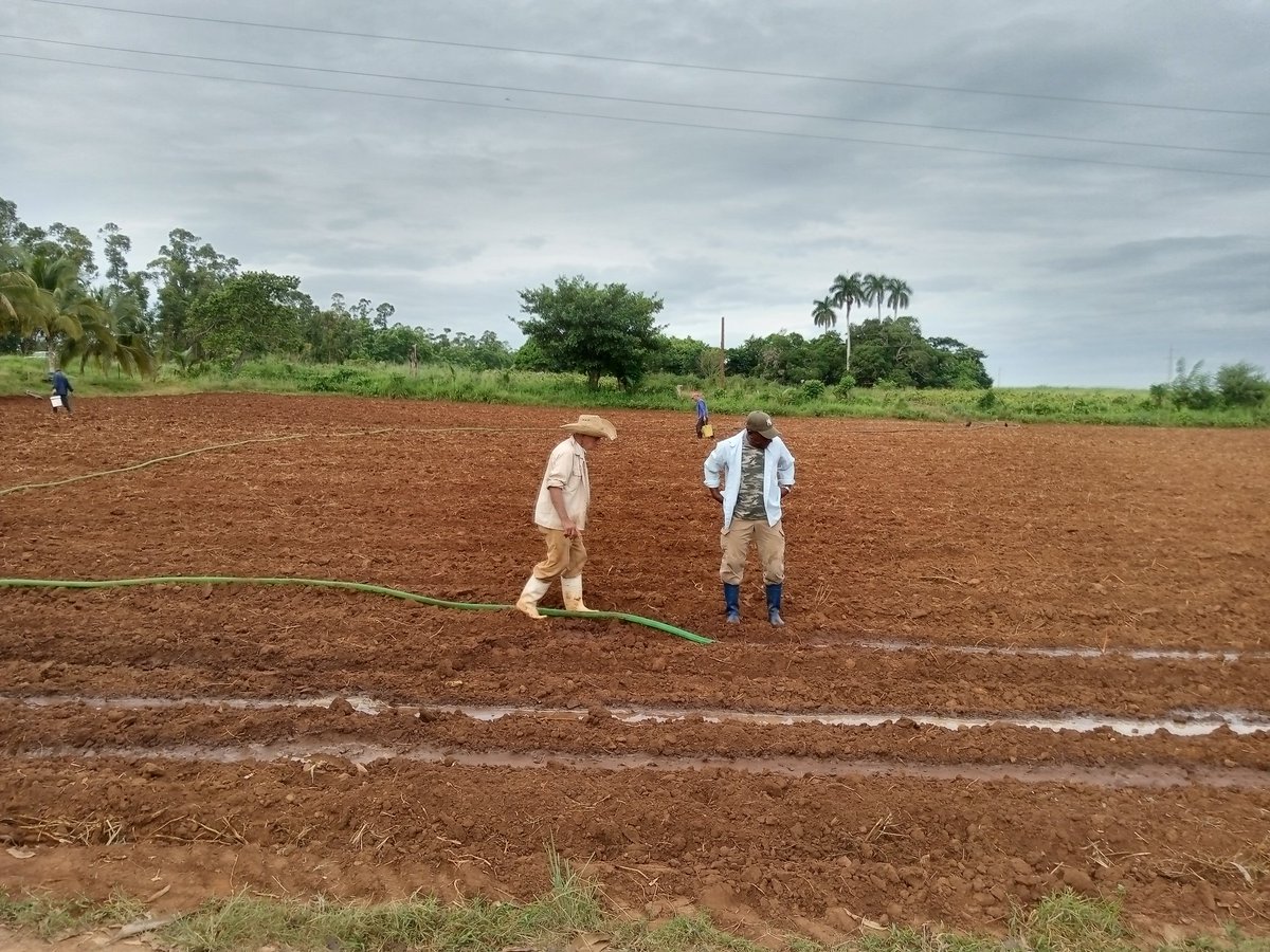 Listos para el inicio de la campaña de siembra de tabaco en #LosPalacios#pinarDelRio
